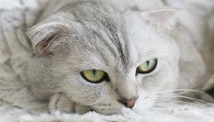 开云-【魔幻对决】小组赛NBA惊现足球巨星！哈兰德率神秘队险胜葡萄牙引爆全球热搜